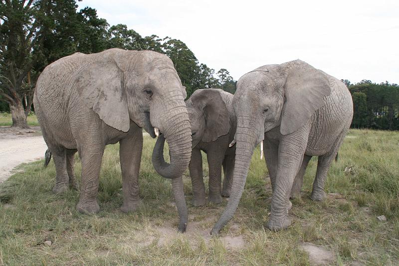 Elephant Sanctuary (7).jpg
